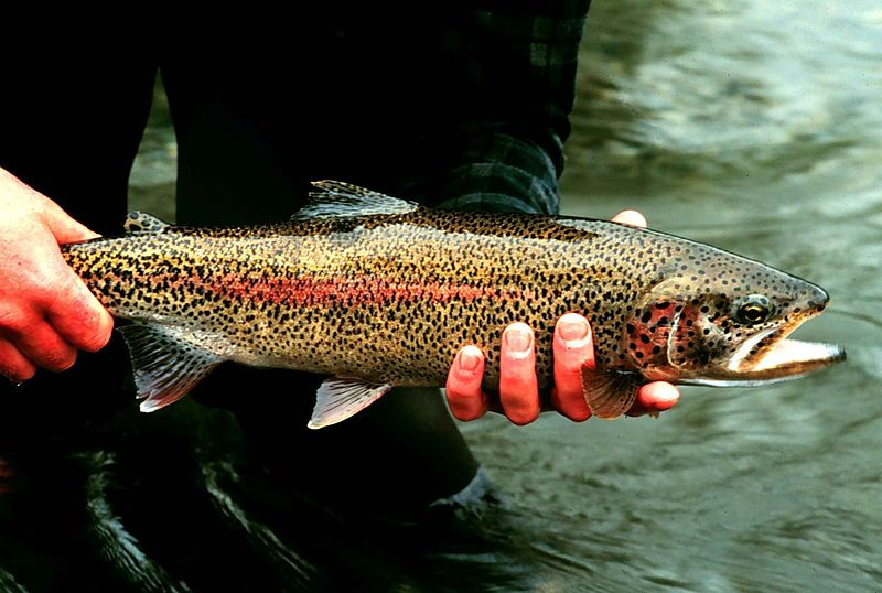Speedwell Volunteer Fire Department to Host 37th Annual Trout Fishing Tournament this Weekend