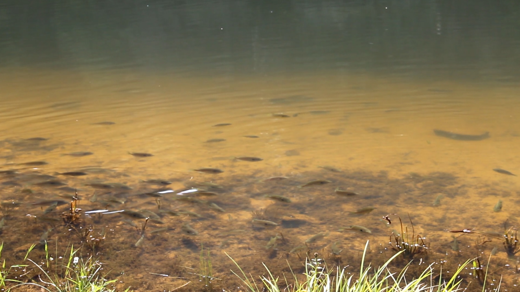 ‘KIDS FISH DAY’ EVENT TO BE HELD IN WYTHE COUNTY MAY 14